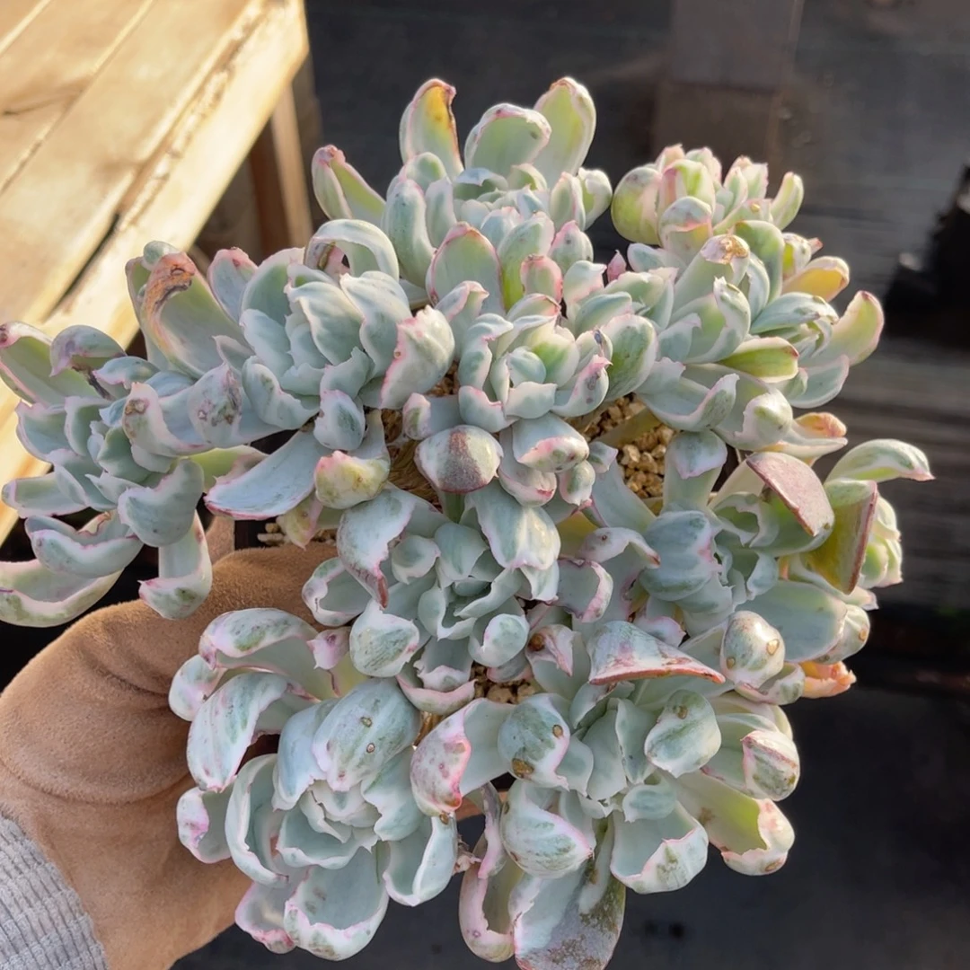 伯克利锦大群老桩