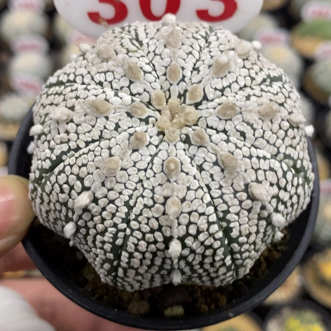 303海星古田贝奇迹兜