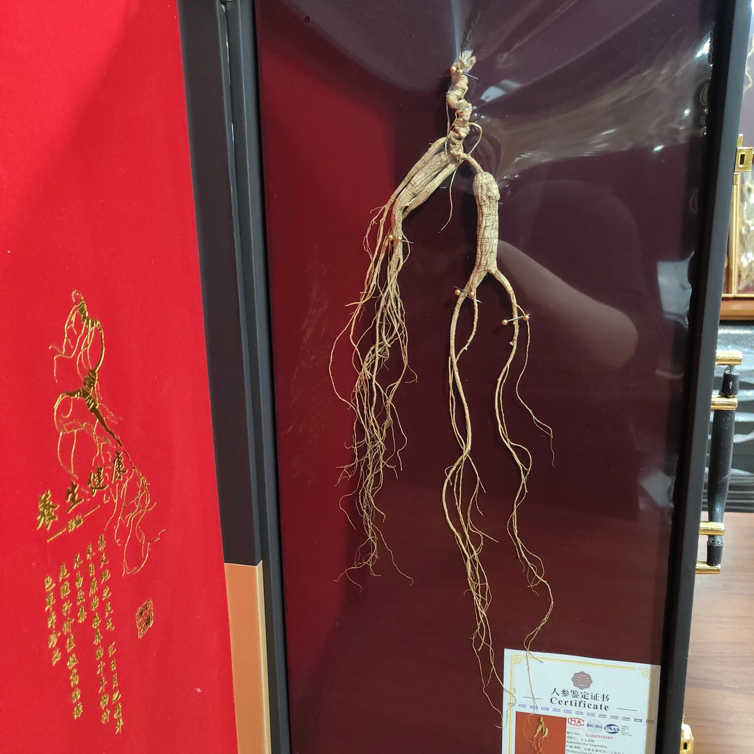 大东沟长白山人参林下参60板国检一等参