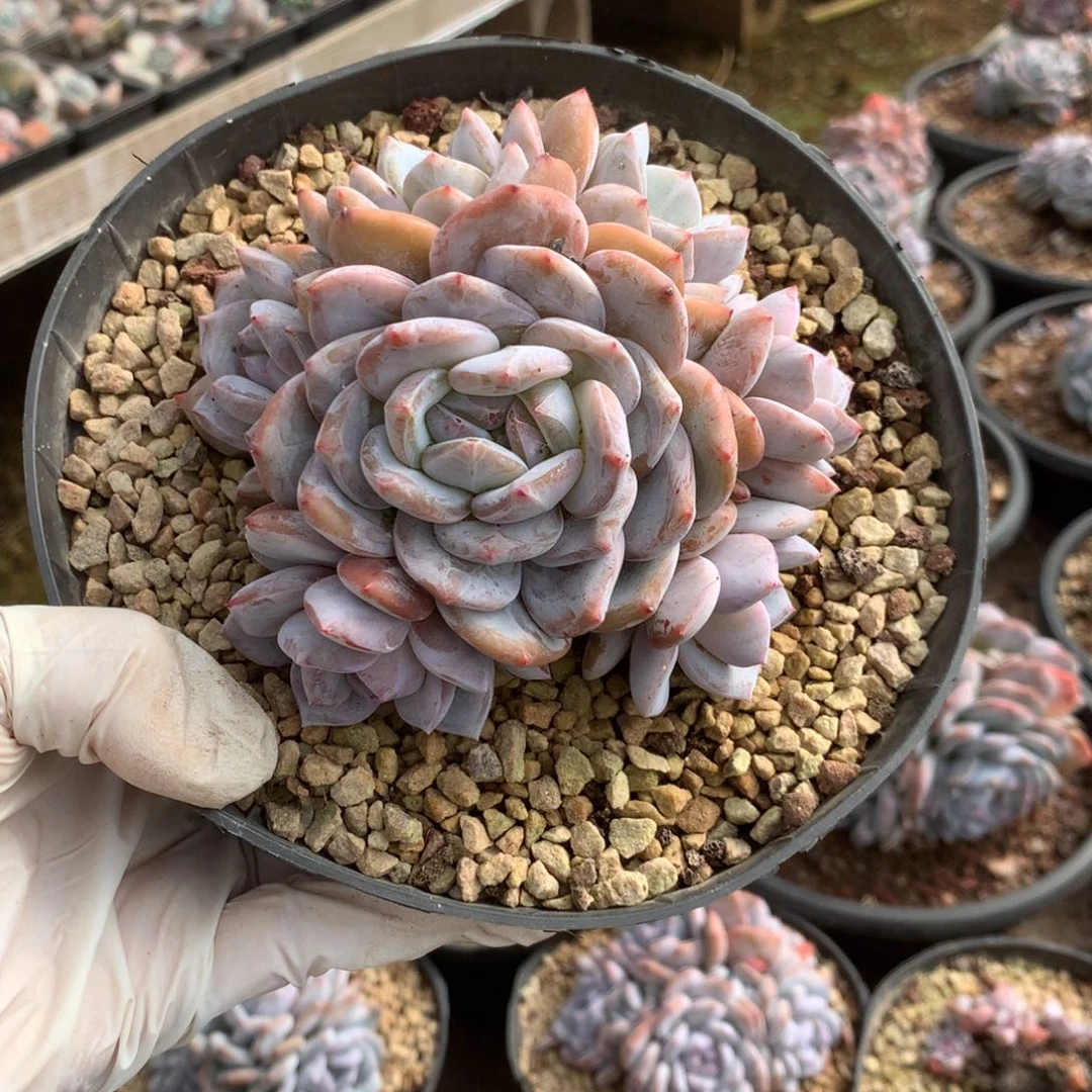 无花朵哈哈哈哈哈哈哈哈哈哈61