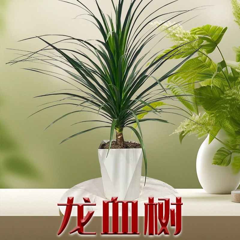 【龙血树】80至90CM室内客厅好养绿植盆栽净化空气美化家居
