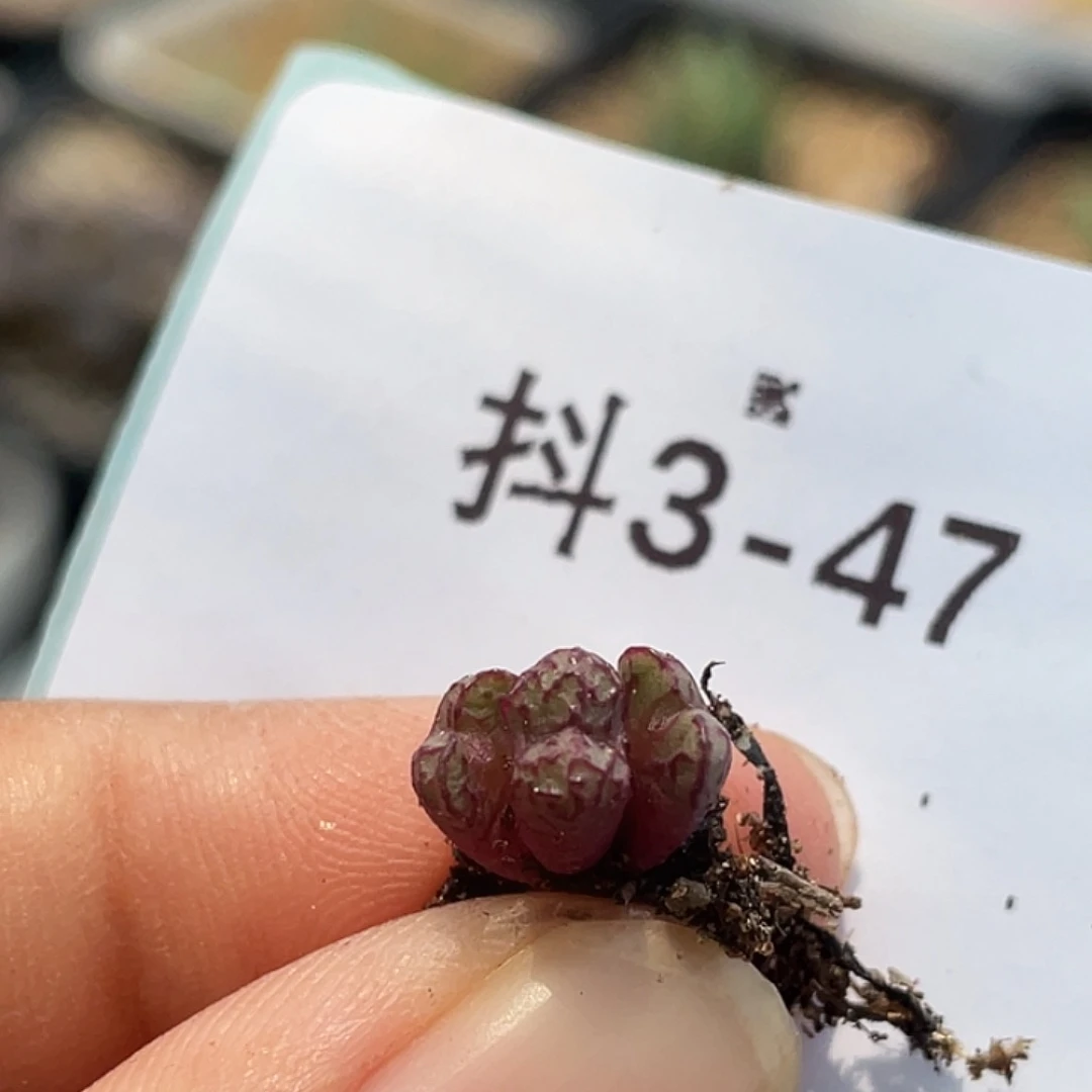 3-47小飞多肉植物