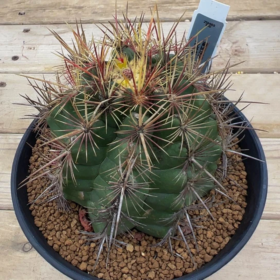 88实生根大统领多肉植物老年份