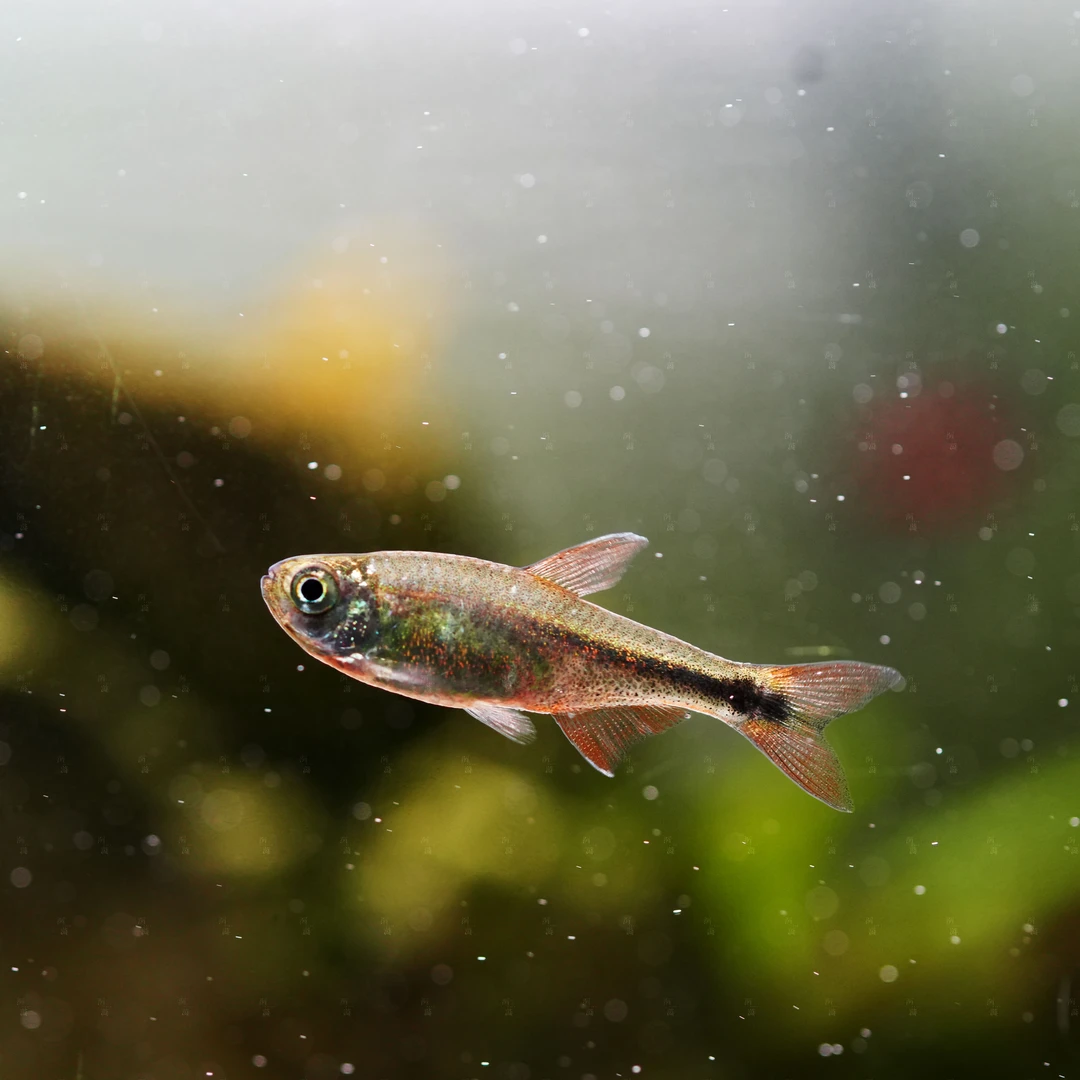 【洄游】血翅凤凰灯鱼南美热带观赏鱼混养/定水检疫满200包邮