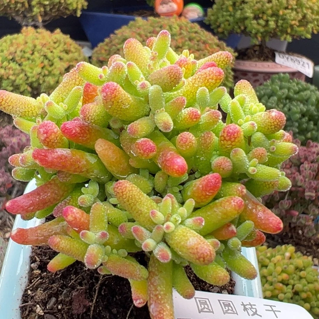 对***人dy5936直杆棒棒糖实生桔子糖冠幅6cm不含盆