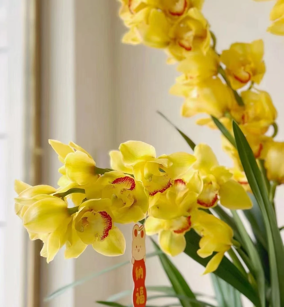 一物一拍【金光】大花惠兰年宵花云南基地直发