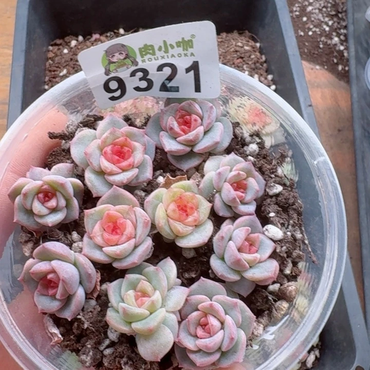 多肉植物多肉植物