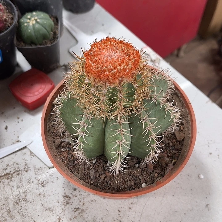无花朵仙人球开花仙人球