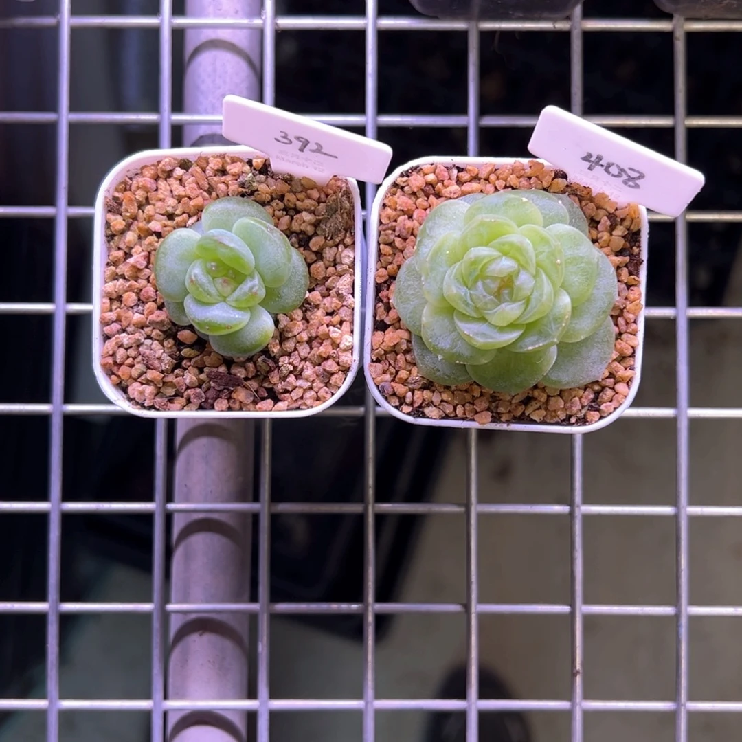 乐***锦392遥遥，408流光，晗雨