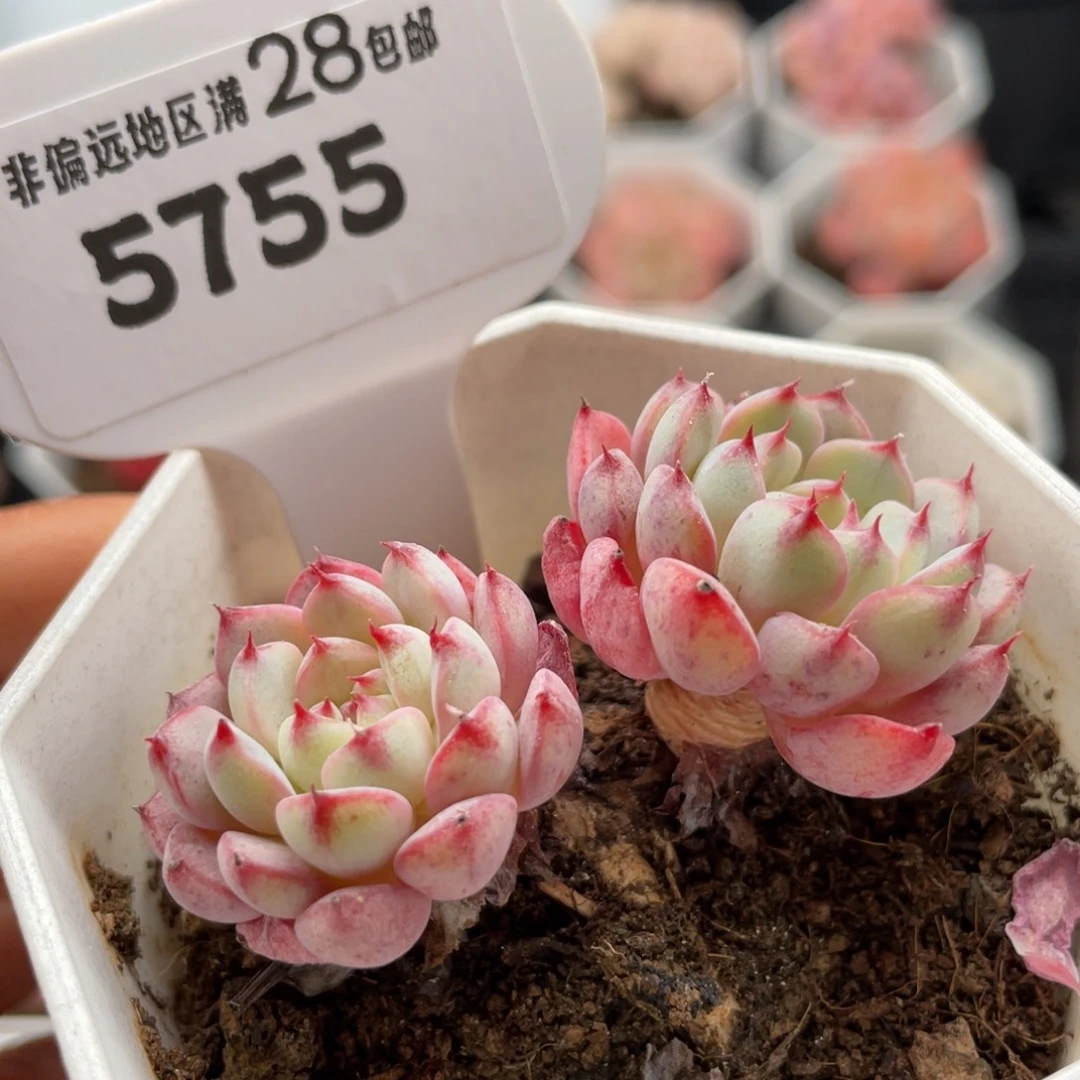 白姬莲5755-5.5厘米