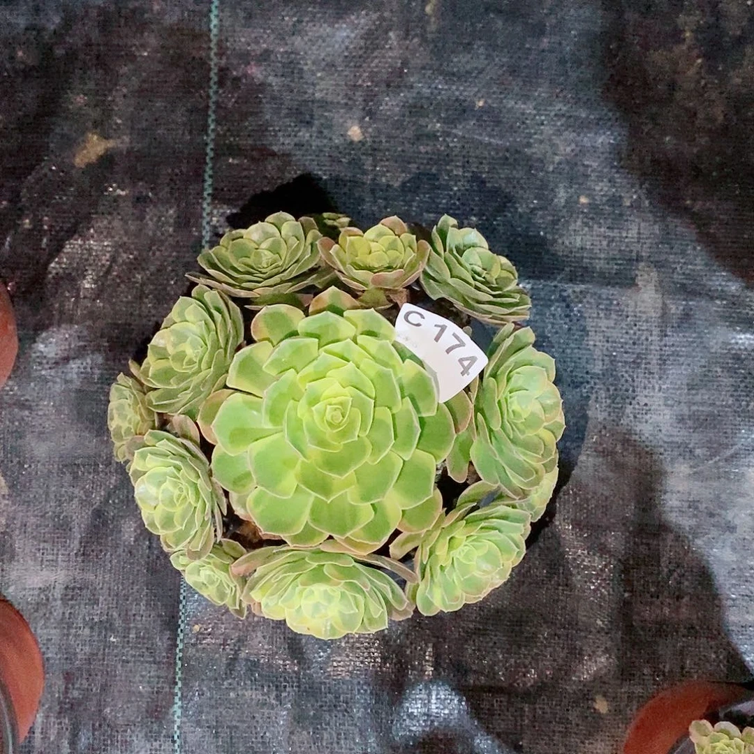 奶白174多肉11111