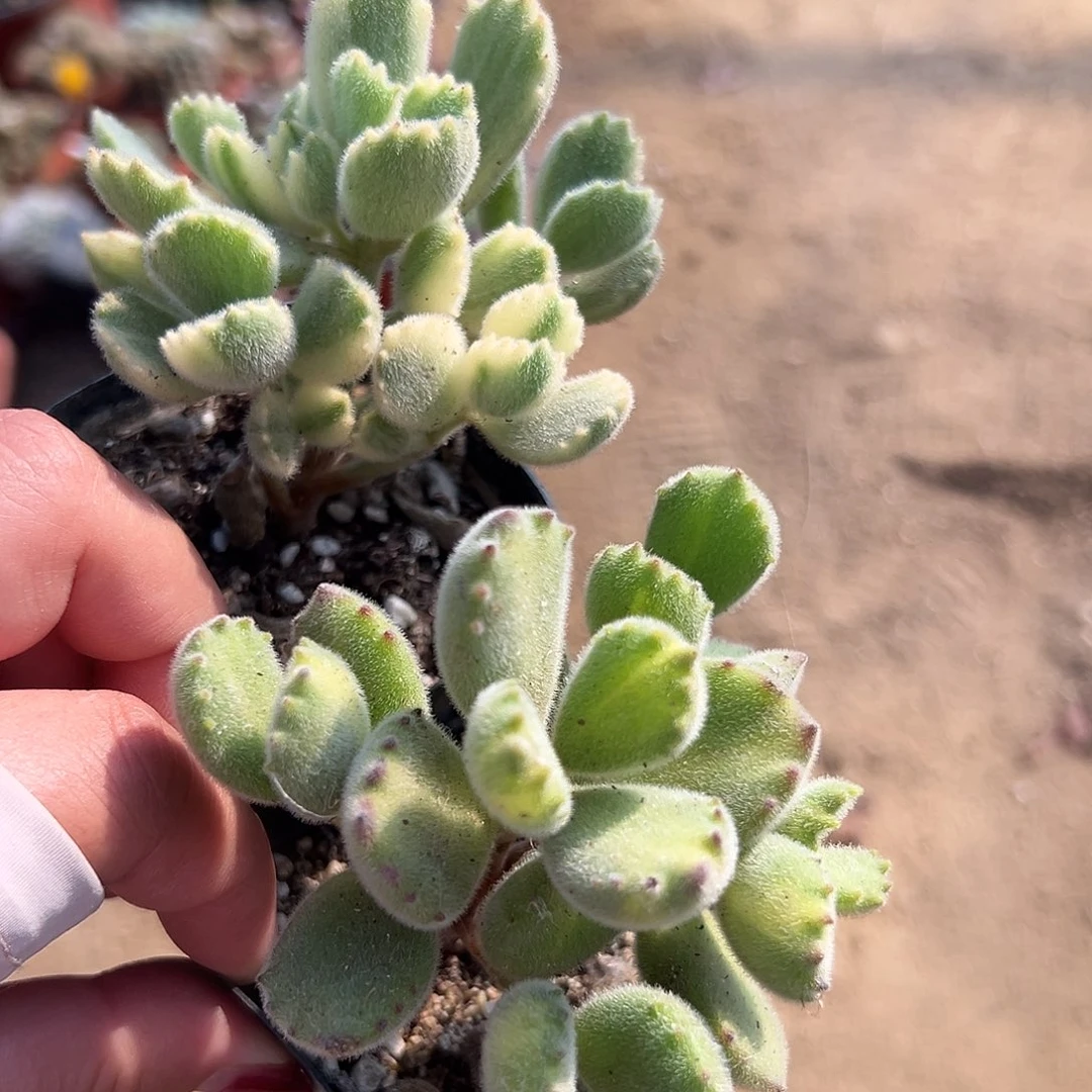 多肉植物多肉植物