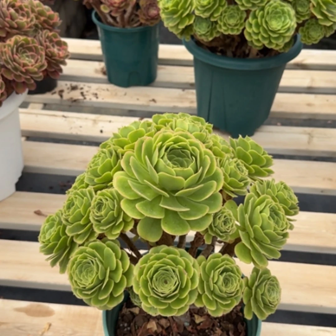 【闪购商品】法师多肉