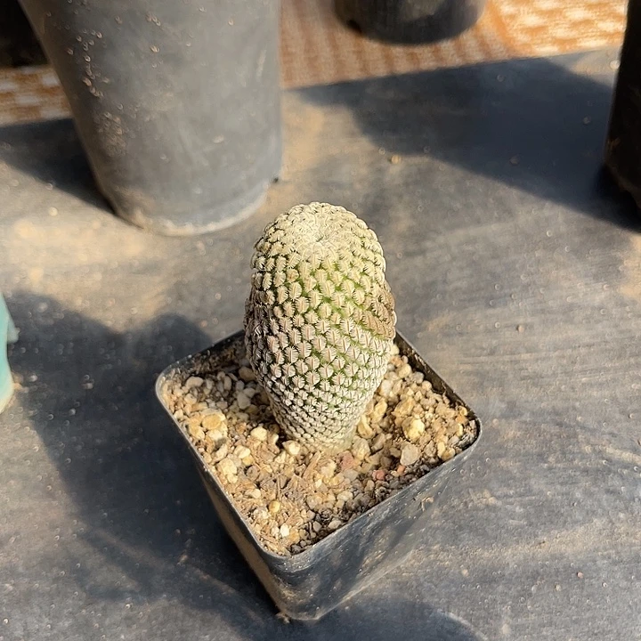 无花朵实生精巧殿仙人球一物一拍