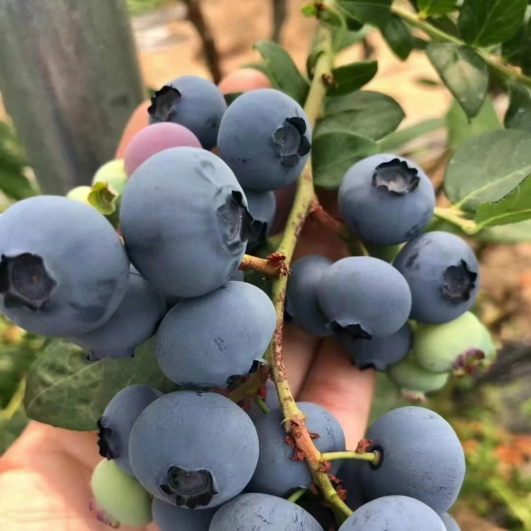 庄河本地蓝莓（18mm）新鲜水果顺丰包邮坏果包赔