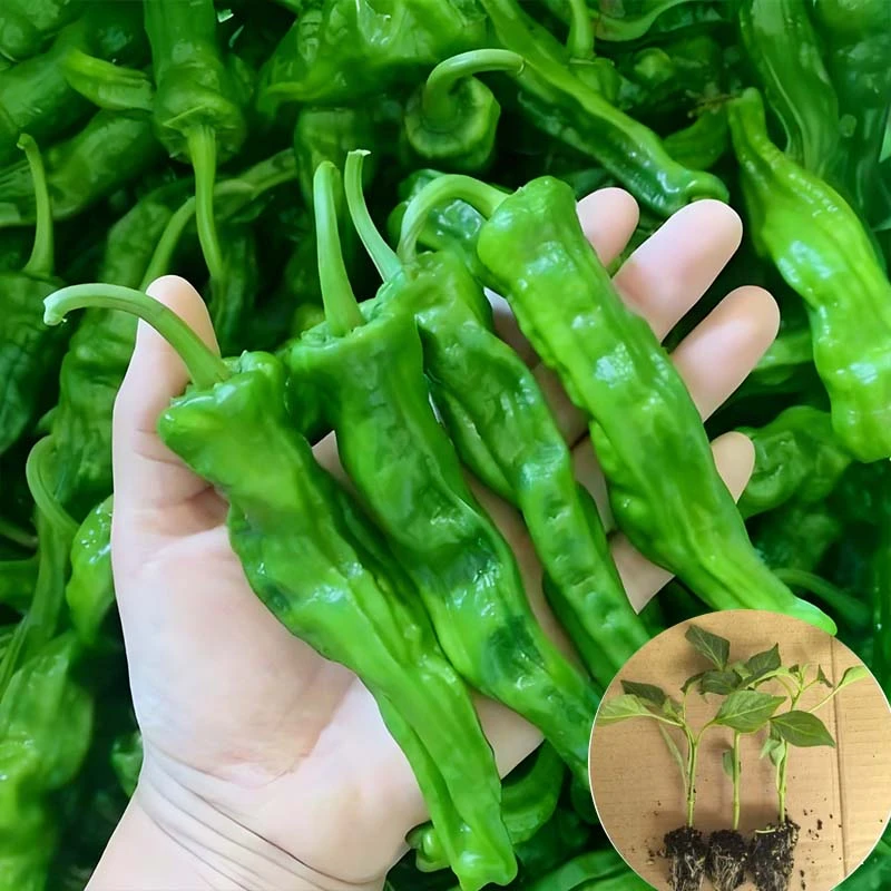 樟树港辣椒秧苗种苗【各种辣椒苗】带土球发货阳台小米辣椒苗易成活