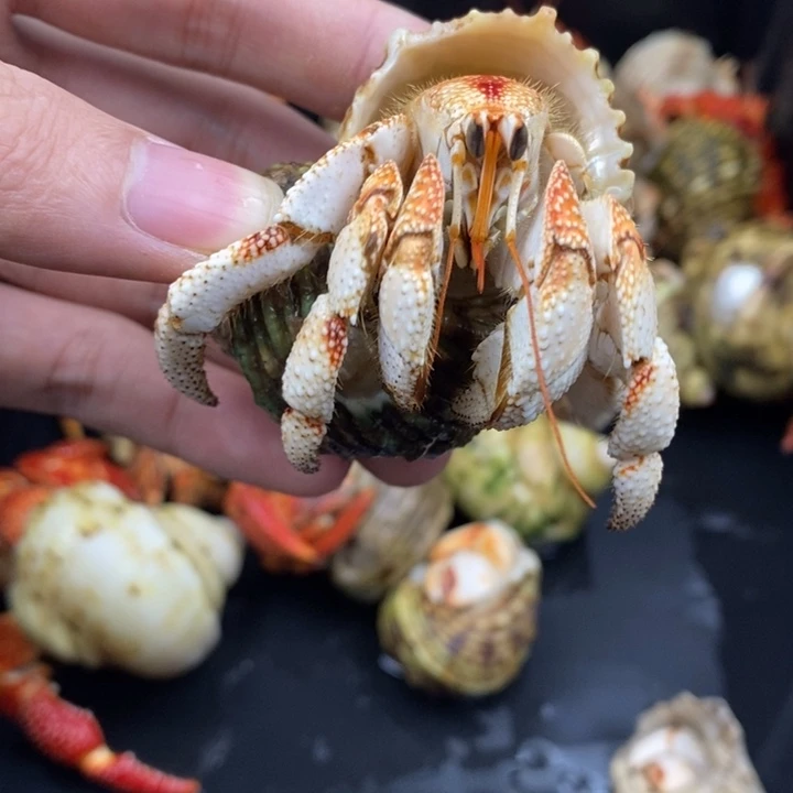 3.1口毛里求斯草莓