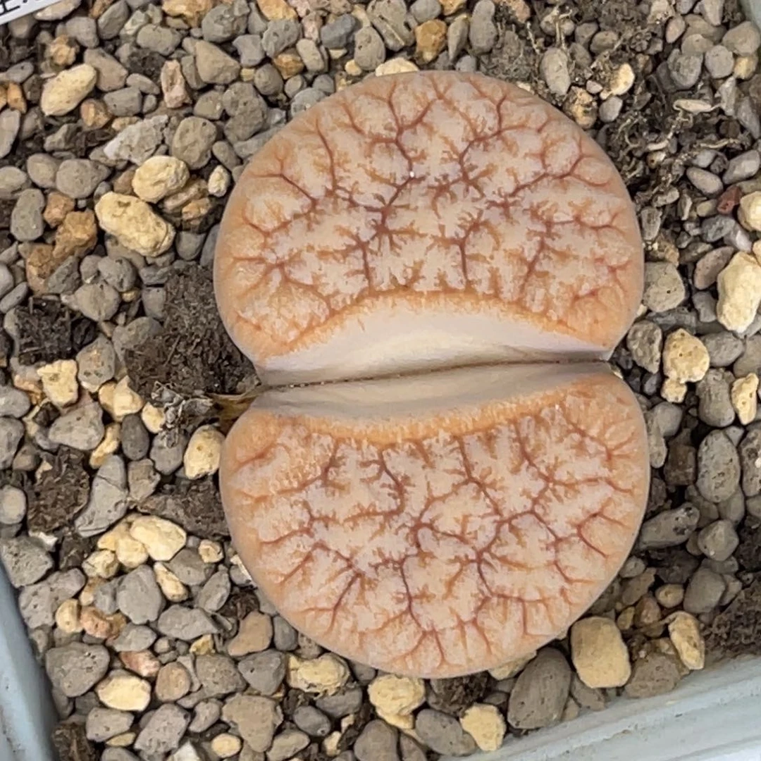 0511拿铁261睫毛连纹