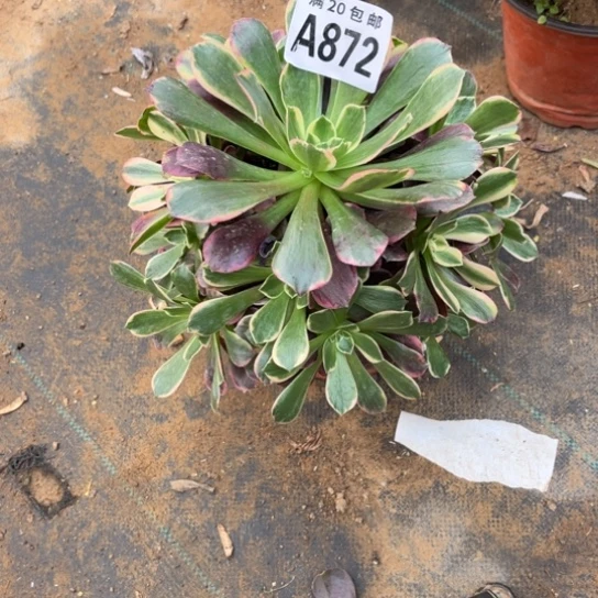 872金丝雀不包断枝