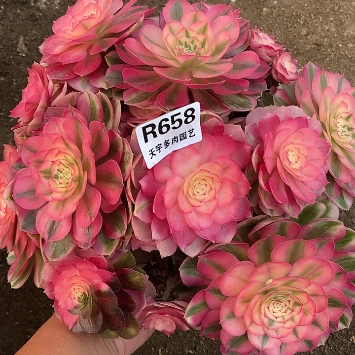 多肉植物倾城658多肉