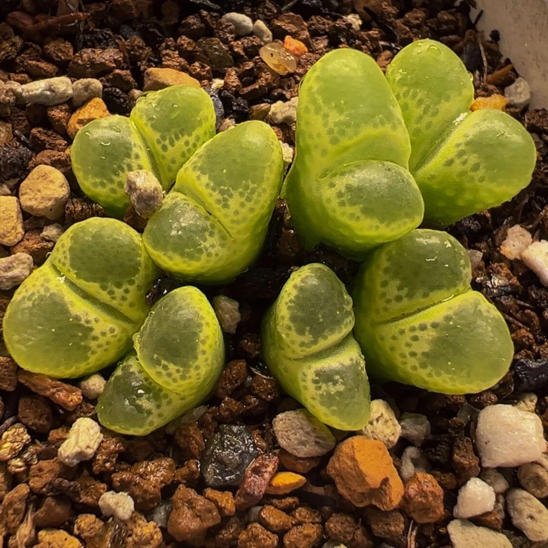 051多肉植物种类多样