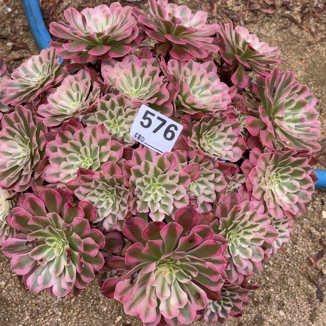 湘576红铜多肉植物