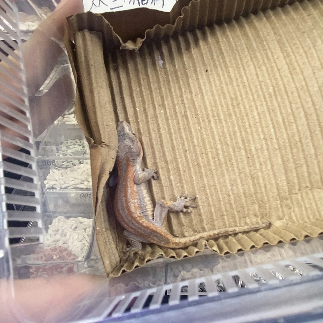 秃***酱盖勾亚守宫222222222