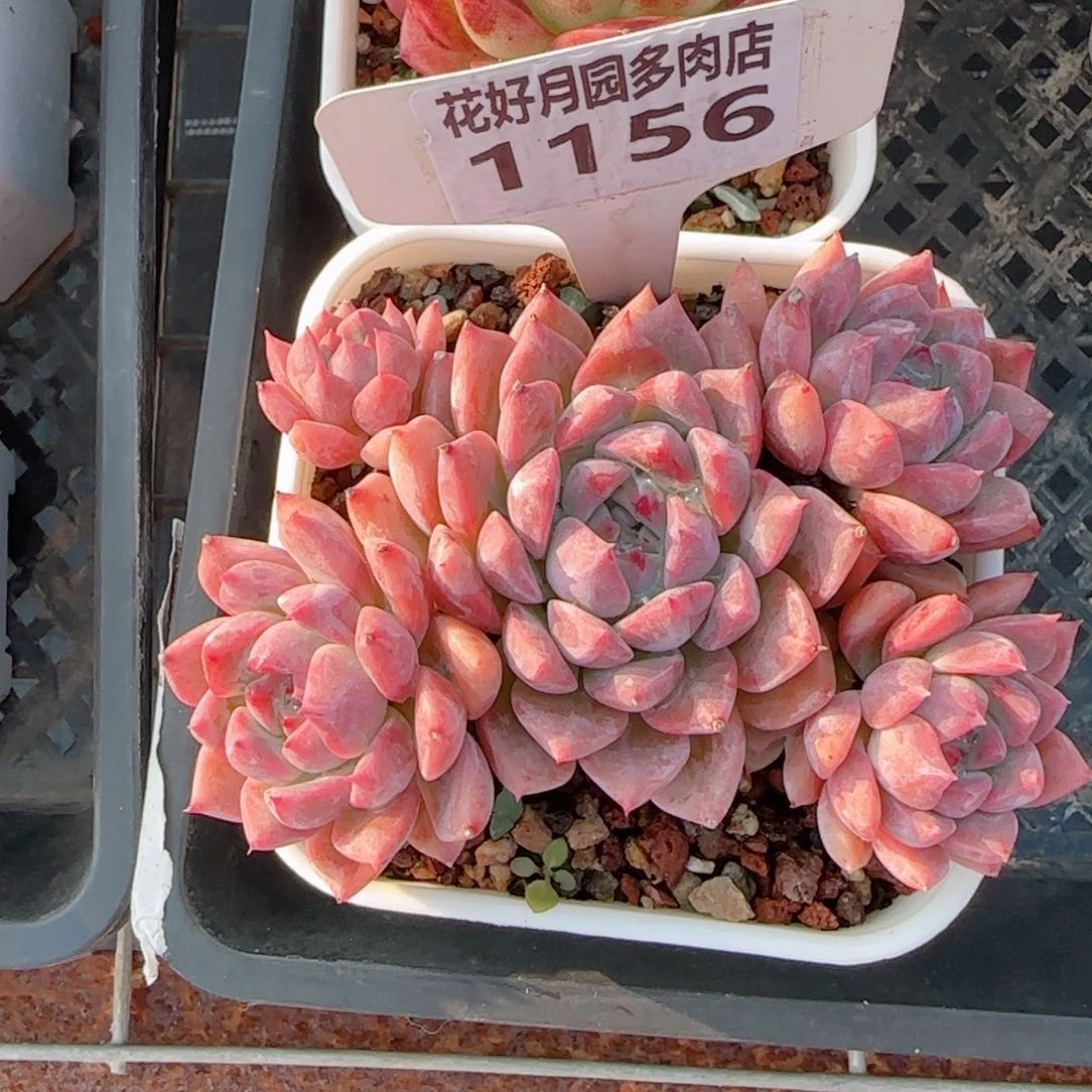 多肉植物1156……！nnn