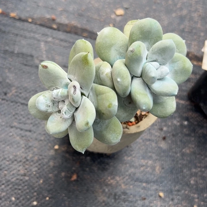 花朵脸拇指～一物一拍1922