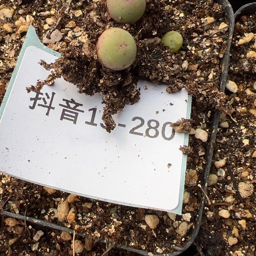 15-280量拍sb1102v嘴小苗一颗