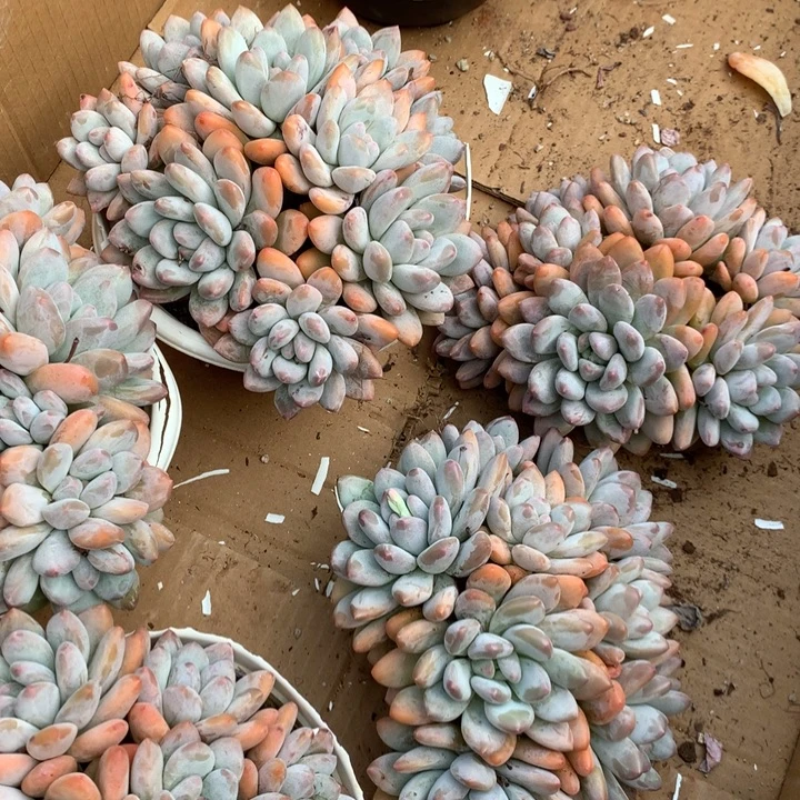 7头起香水群多肉植物