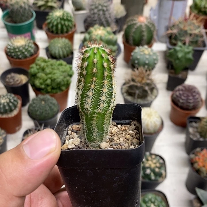 实生红刺青花虾特价