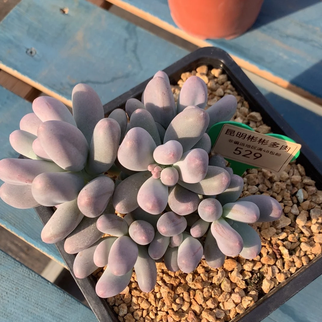 米可奶无砍老桩529