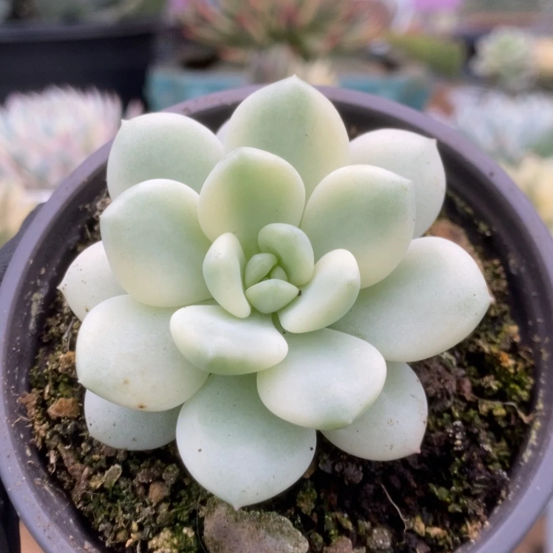 315新香水锦锦锦锦锦