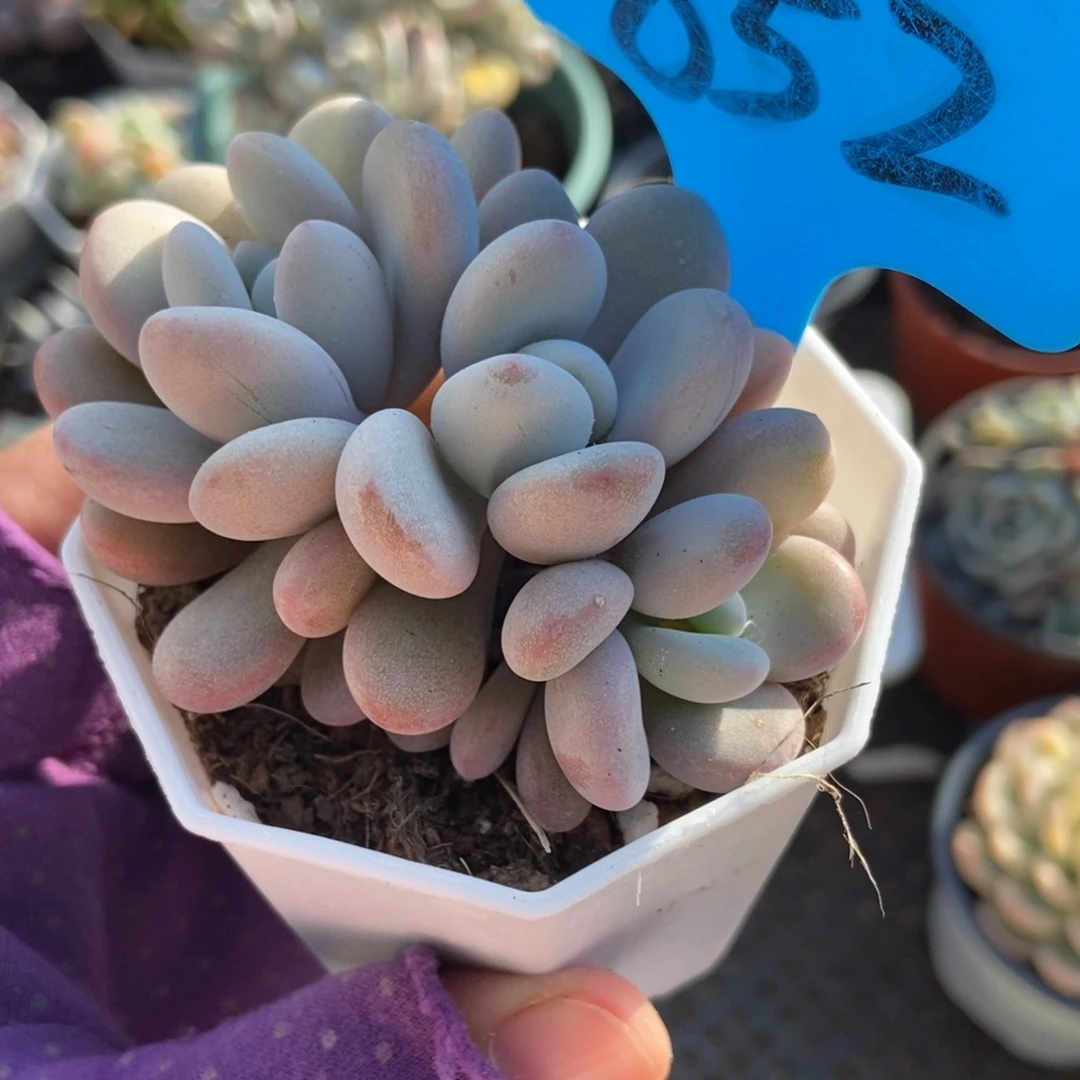 852粉兔多肉植物多肉
