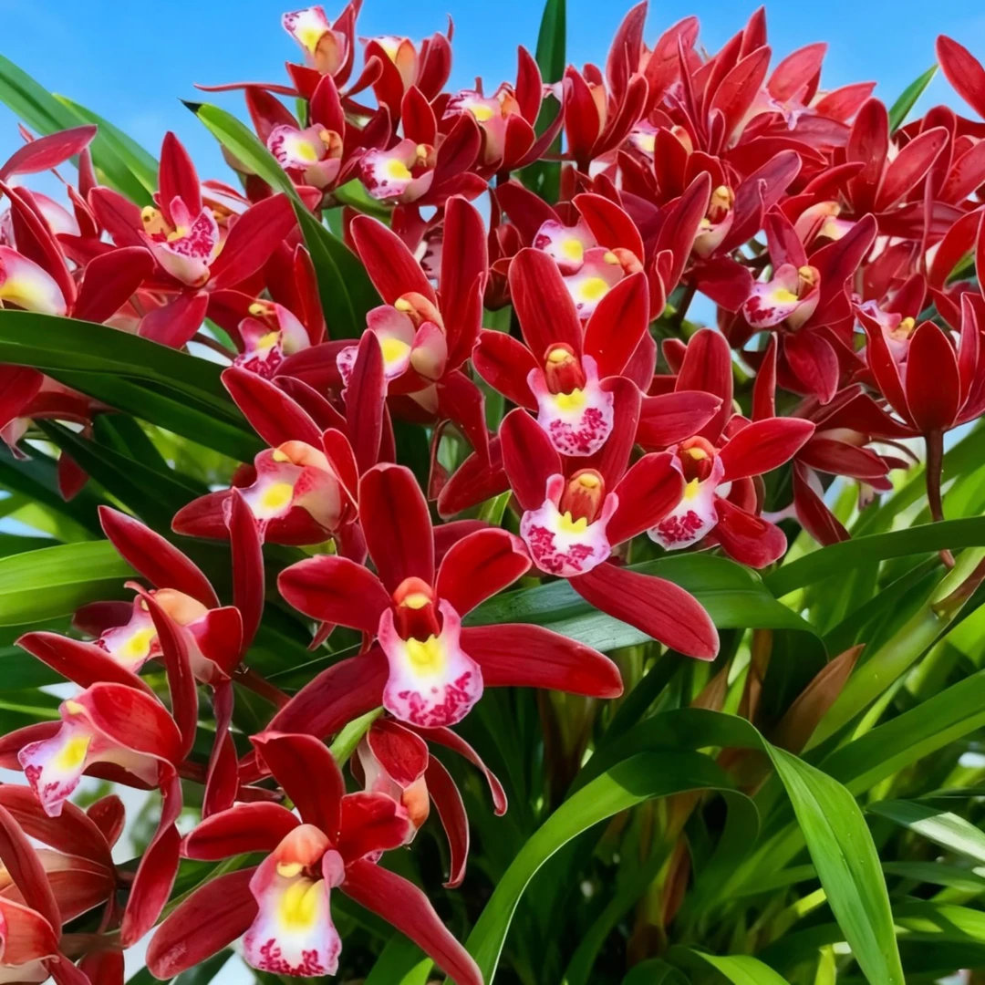 年宵花【红双喜带3-5支花剑】带花苞室内外花卉绿植香味浓花期长