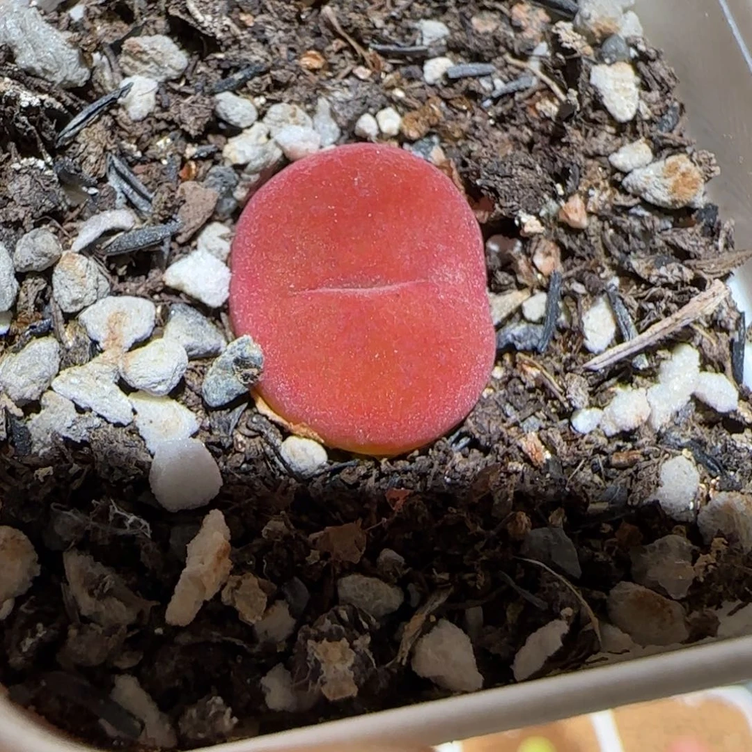 肉锥多肉植物百科-水蜜桃1568