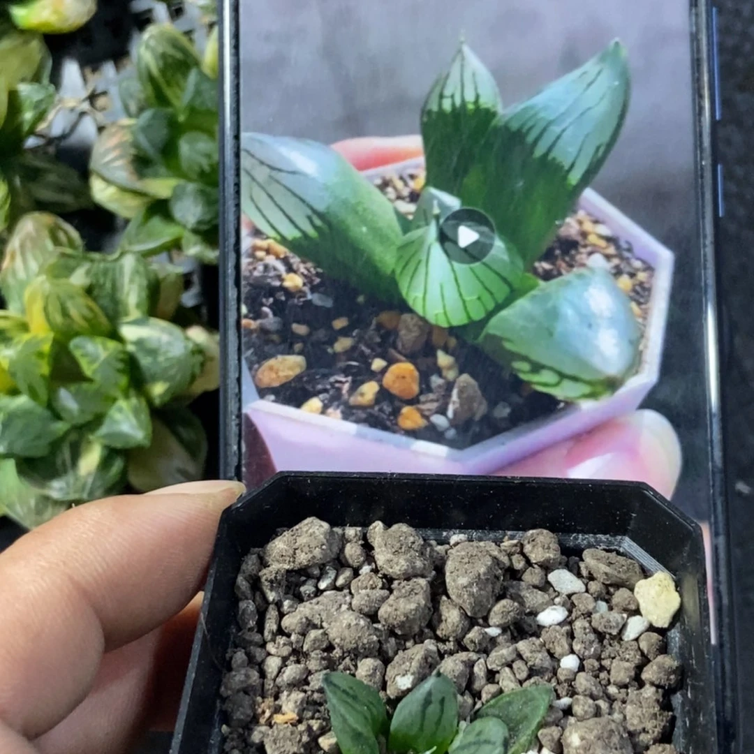 裹般若实生2号一物一拍