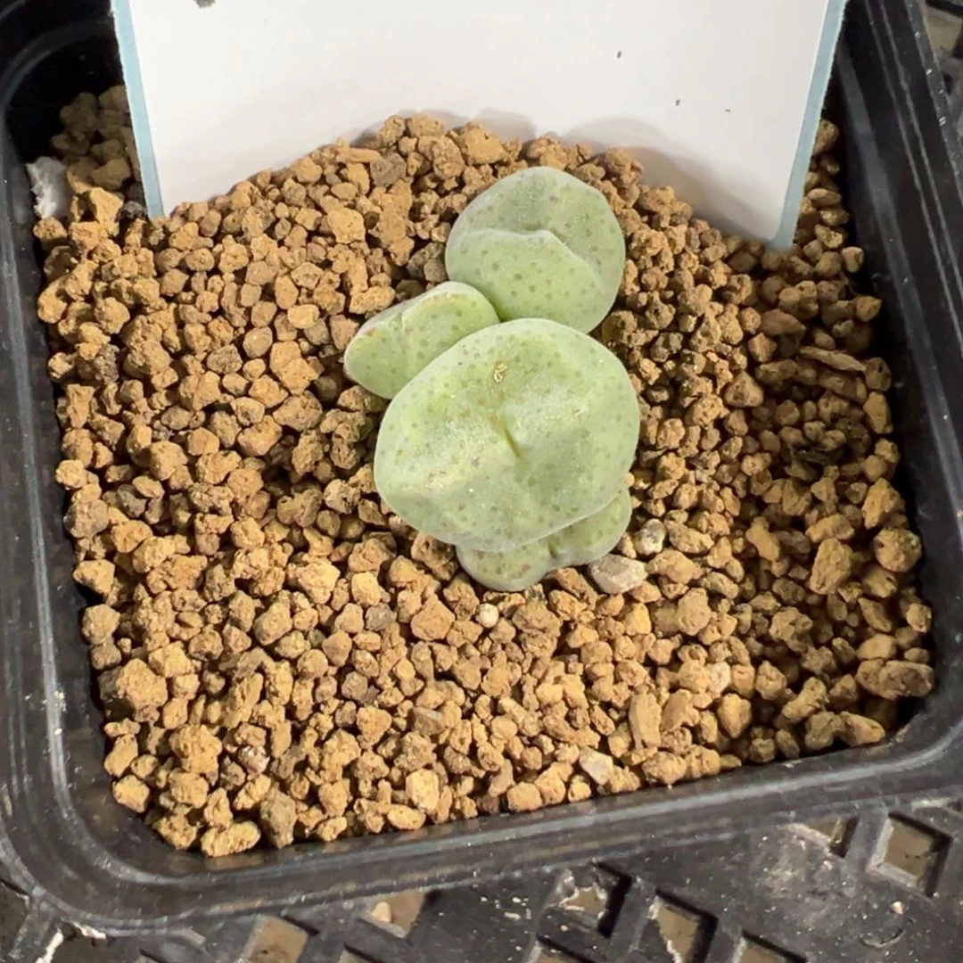 溜***→14-118肉锥多肉植物
