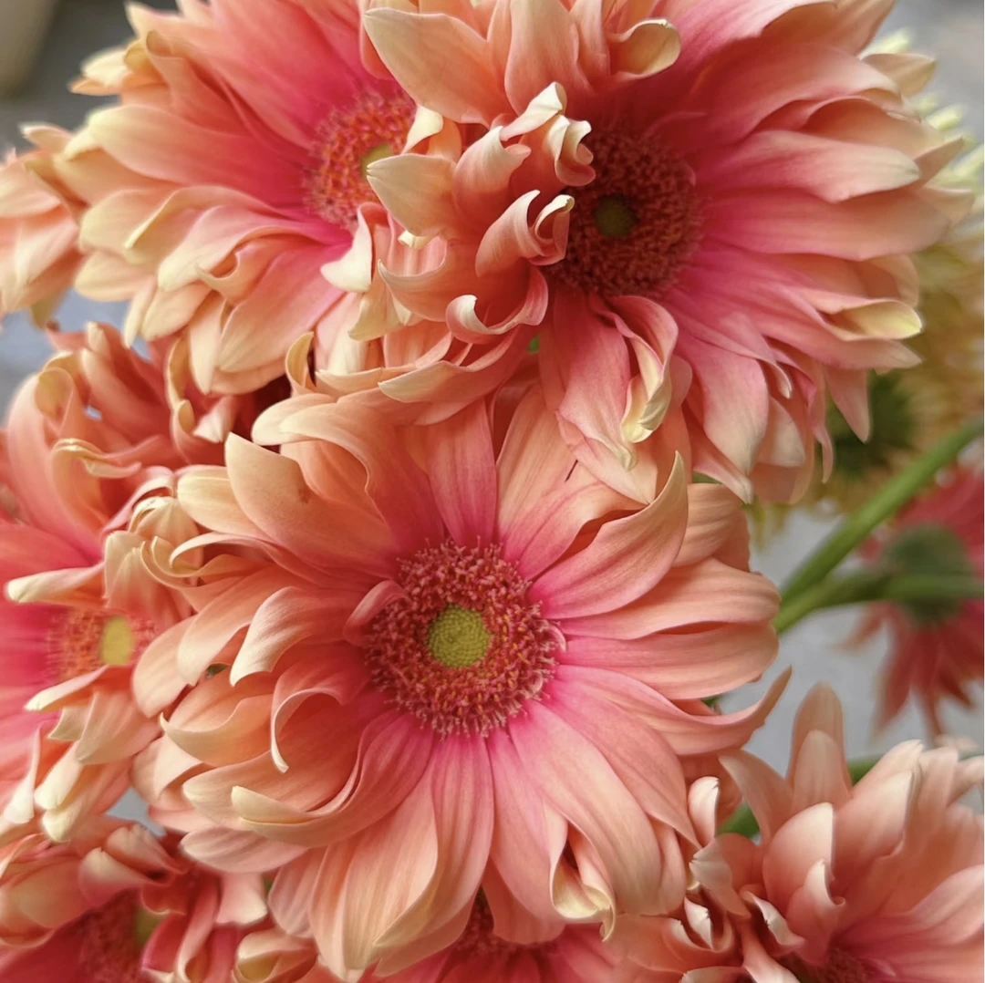 【卷边亚丁非洲菊】高品质全店拍2单升级顺丰冷链或德邦空运