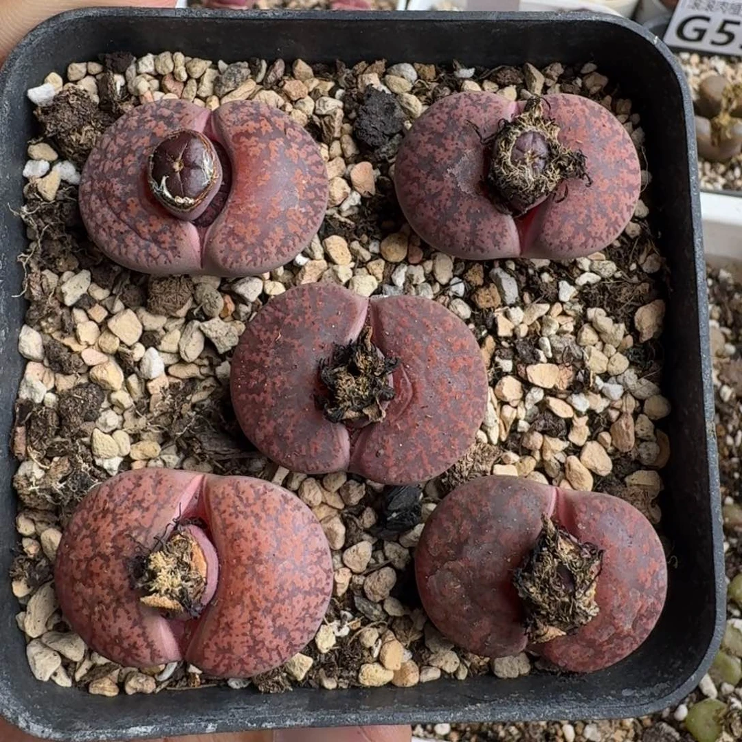 G581酒红紫熏酒红灵耀混合四年