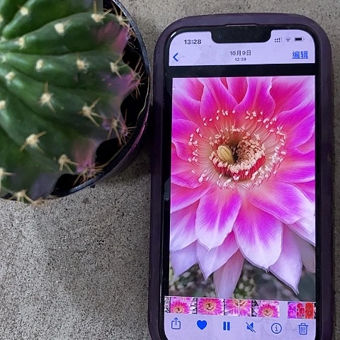 紫雪仙人球。257890