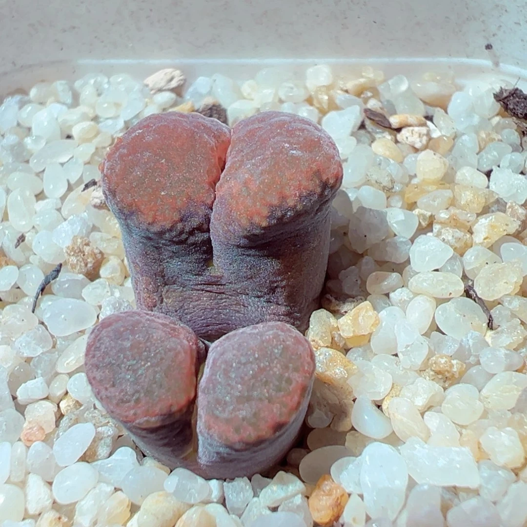 925-854多肉多肉绒窗