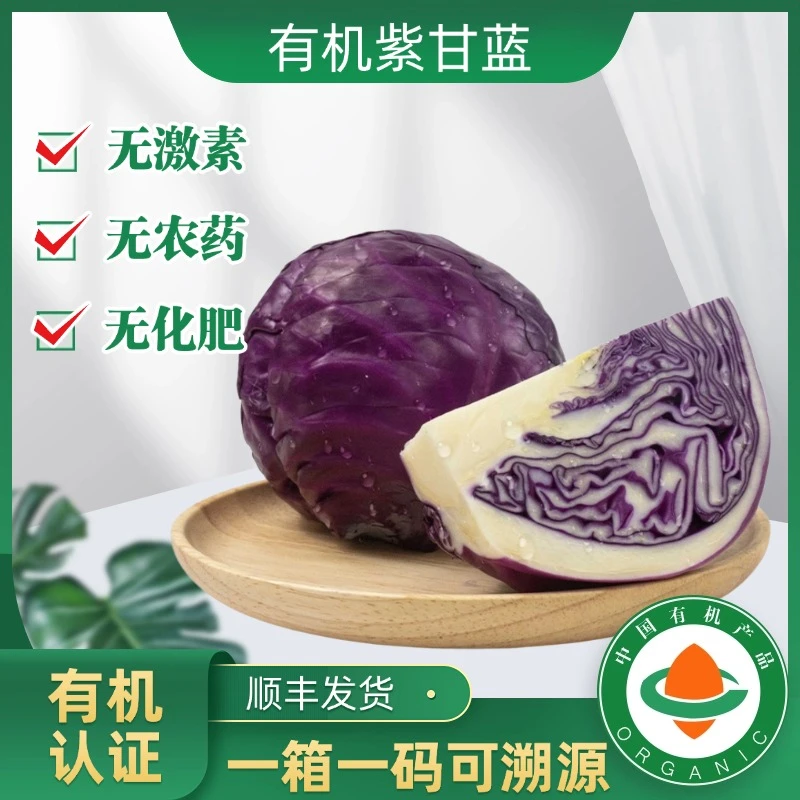 【有机认证】无农残可凉拌低卡新鲜蔬菜现摘现发有机紫甘蓝