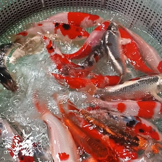 锦鲤包邮开箱包活到家21条