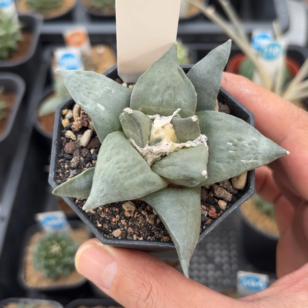 276实生玉牡丹带盆带土