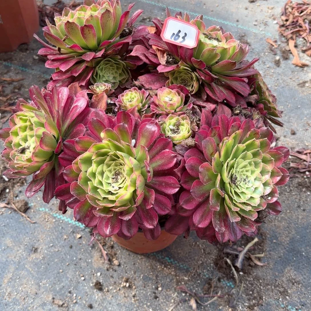 无花朵163青鸟朵朵多肉植物