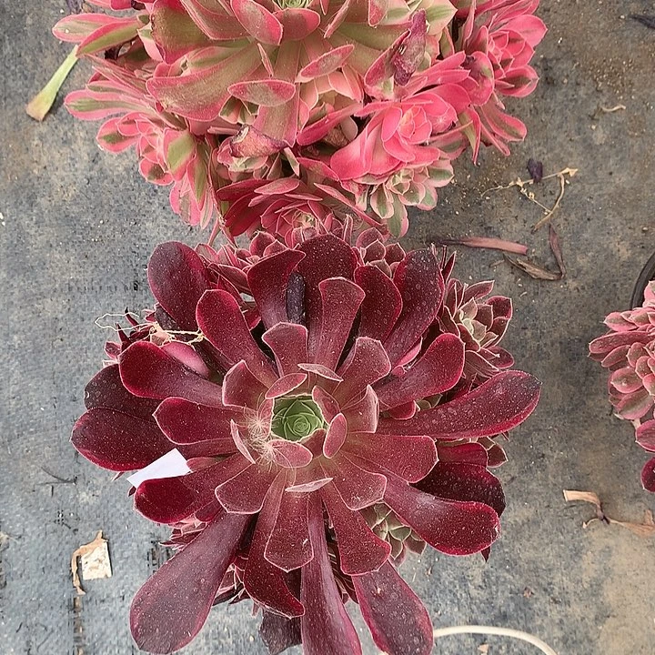 光***者650女巫金丝多肉植物