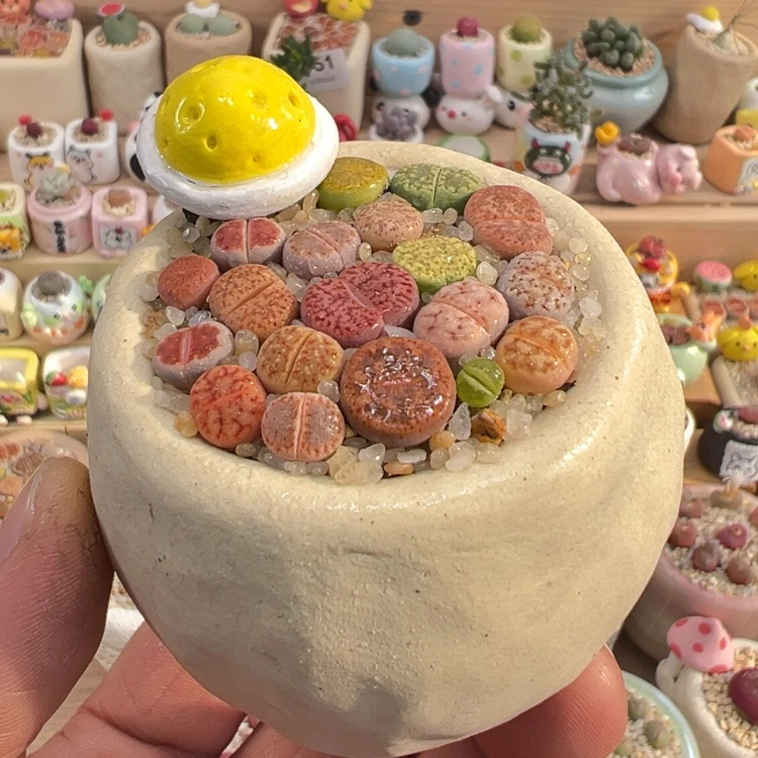 多肉植物1号彩拼带盆