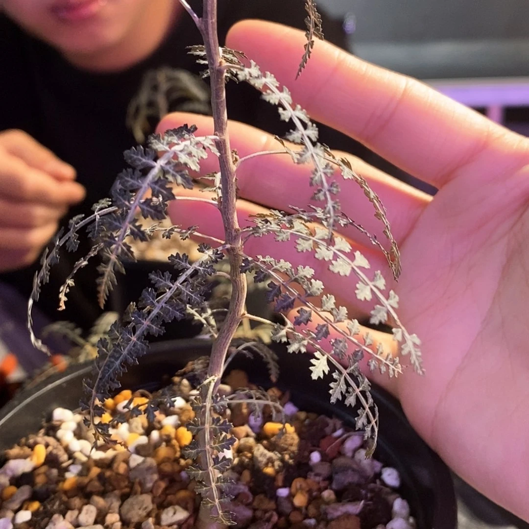 荚迷乳香银叶实生